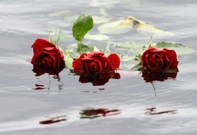 Ash Scattering roses